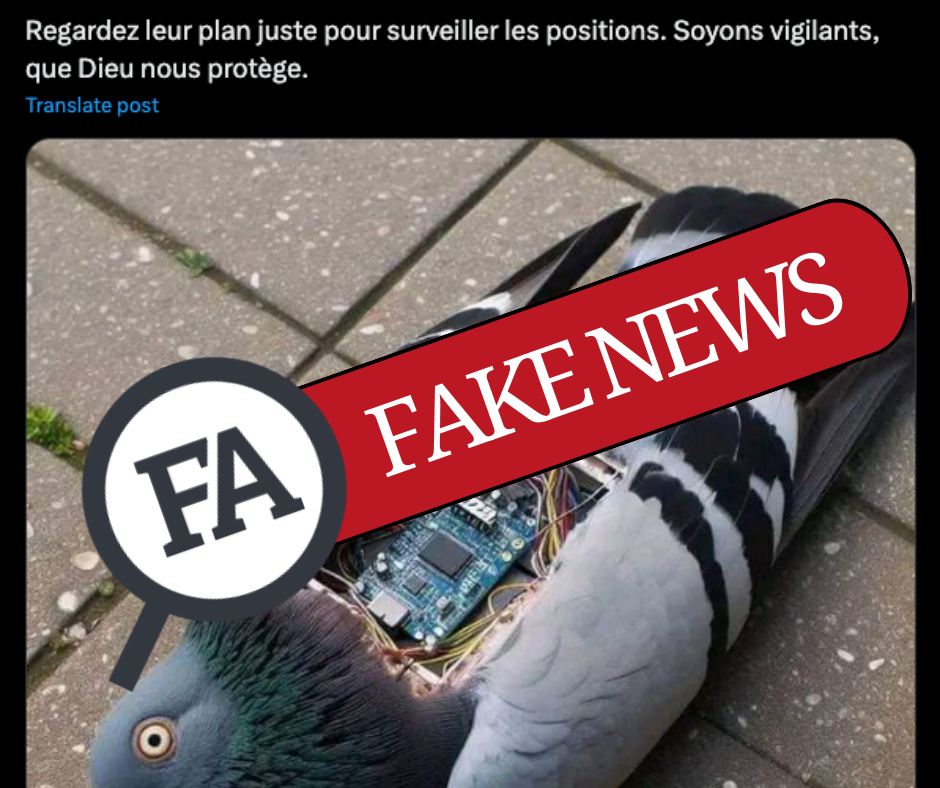 Pigeons espions : nouvelle tactique au Burkina Faso ?