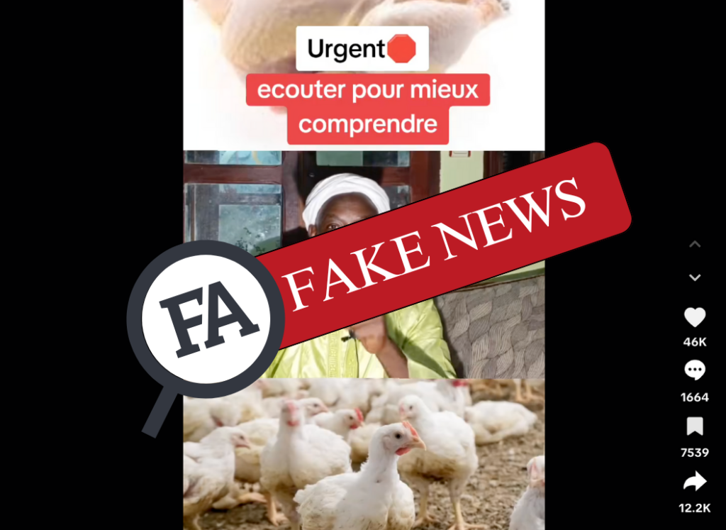 Non, les poulets de chair ne sont pas à l’origine directe du diabète ou du cancer